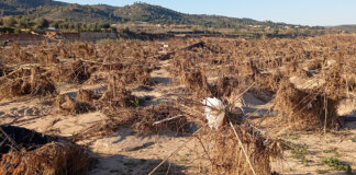 daños DANA agricultura