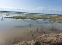 AVA-ASAJA advierte de los daños causados por Alice en caquis, cítricos y arroz en Albal, Catarroja, Massanassa y Silla DANA Alice arroz