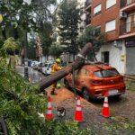 Bomberos retirando un árbol caído sobre un coche en Picanya