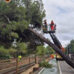 Bomberos trabajando en la caída de un árbol tras la DANA en Paterna