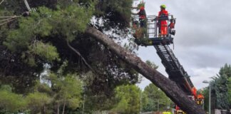 Bomberos trabajando en la caída de un árbol tras la DANA en Paterna