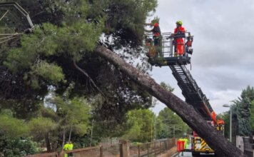 La DANA Alice deja un reguero de incidencias en l'Horta Bomberos trabajando en la caída de un árbol tras la DANA en Paterna