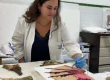 Recuperación de 192 abanicos dañados en el Museu del Palmito de Aldaia tras la DANA