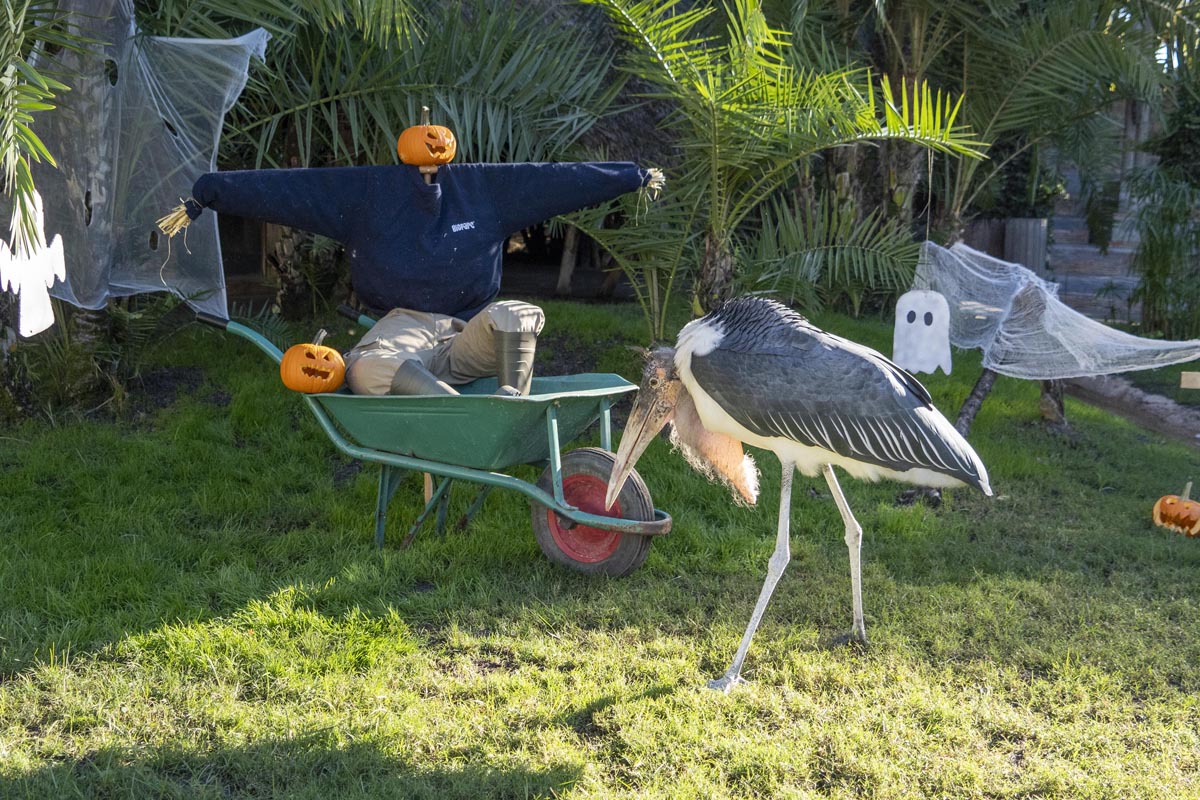 Un ave en Bioparc Valencia rodeada de decoraciones de Halloween