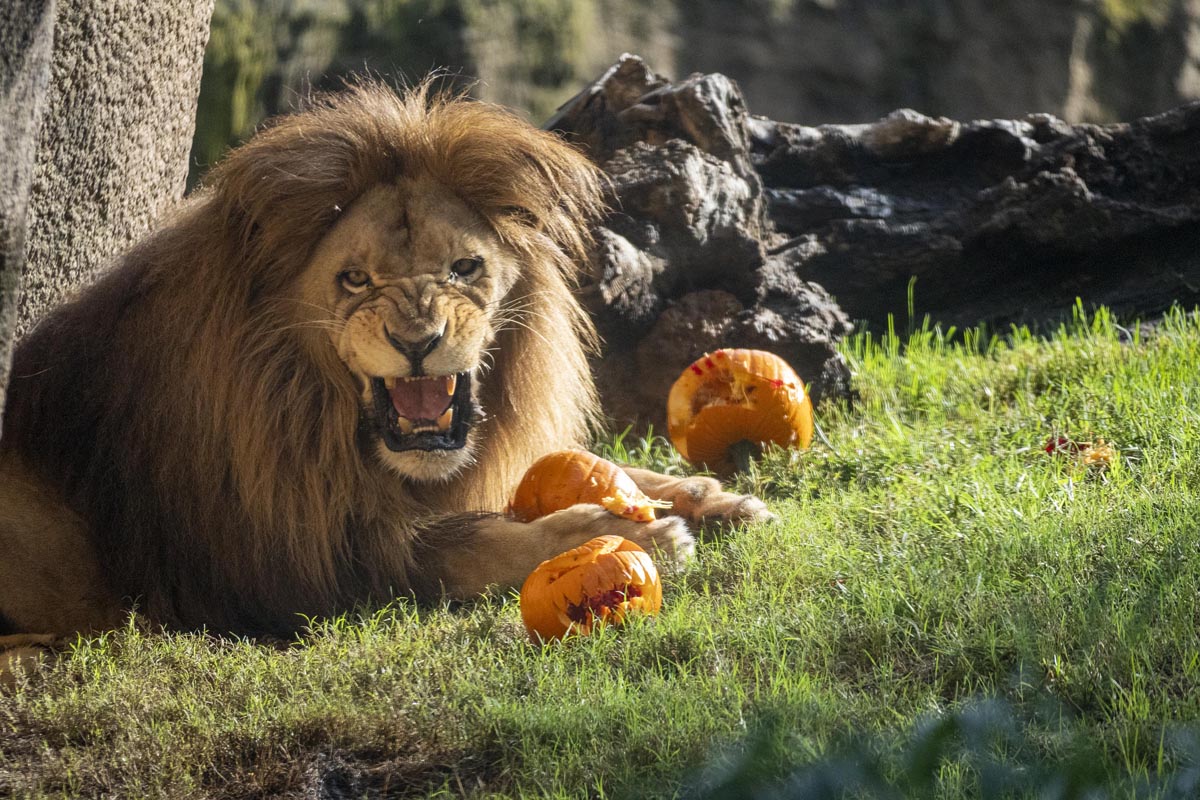 León en Bioparc Valencia jugando con calabazas decorativas de Halloween