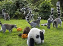 Lémures jugando con calabazas en Bioparc Valencia durante Halloween