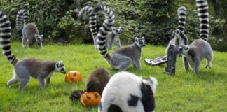 Lémures jugando con calabazas en Bioparc Valencia durante Halloween