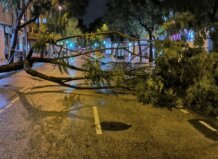 Cae un cuarto árbol en la avenida Ausiàs March de Alboraia sin causar daños tras ser retirado 50 coches Árbol caído en la avenida Ausiàs March de Alboraia tras tormenta