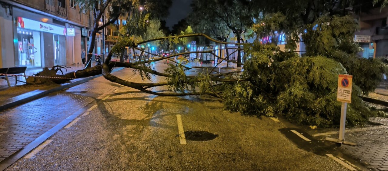 Árbol caído en la avenida Ausiàs March de Alboraia tras tormenta