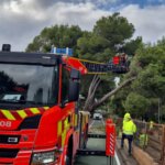 Bomberos trabajando en la retirada de un árbol caído en Paterna