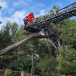 Bomberos trabajando en un árbol caído tras la DANA Alice en Paterna