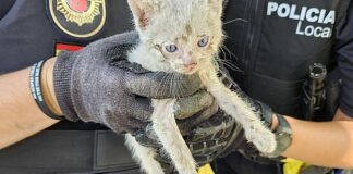 Gatito rescatado por la policía local de Alaquàs