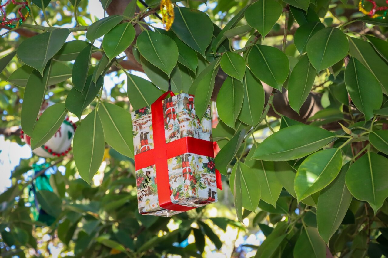 Los alumnos de Torrent decoran un ficus con adornos navideños hechos a mano.