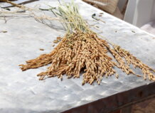 Catarroja reclama ajudes urgents per compensar les fortes pèrdues de l’arròs causades pel fong Pyricularia Racimo de arroz cosechado en Catarroja sobre una mesa