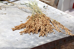Racimo de arroz cosechado en Catarroja sobre una mesa