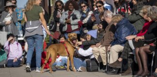 Desfile de perros AUPA - Fundación BIOPARC para fomentar las adopciones de perros en busca de un hogar