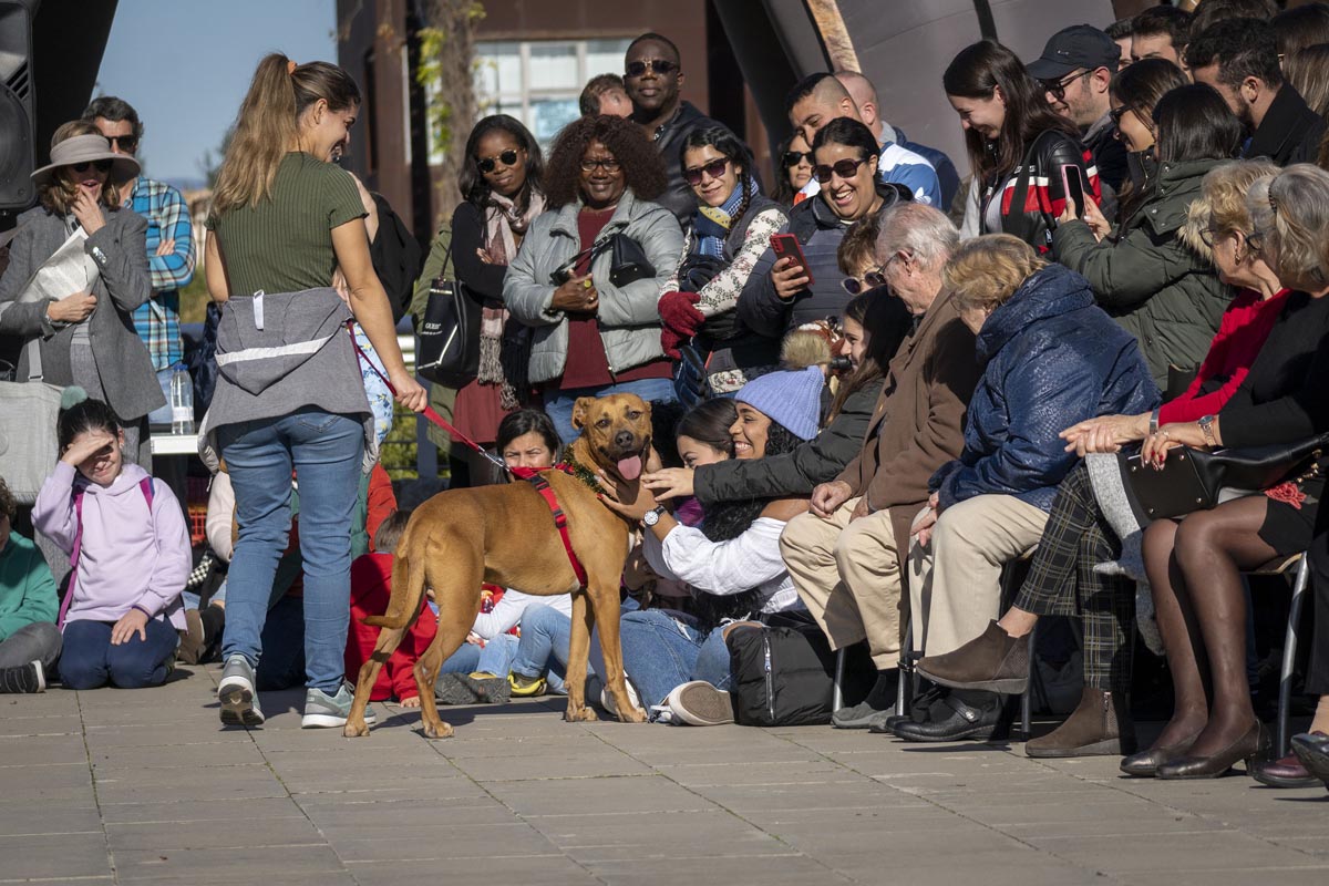 Desfile de perros AUPA - Fundación BIOPARC para fomentar las adopciones de perros en busca de un hogar