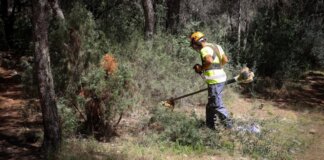 Trabajador realizando mantenimiento en zona forestal de Torrent