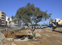 El eucalipto de Paiporta opta a ser 'Árbol del Año 2026' El eucalipto de Paiporta es un símbolo de resiliencia local. Opta a ser Árbol del Año 2026.