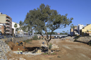 El eucalipto de Paiporta es un símbolo de resiliencia local. Opta a ser Árbol del Año 2026.