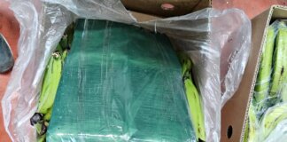 Dos toneladas de cocaína incautadas en el Puerto de Valencia escondidas dentro de cajas de fruta