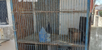 Jaula donde se encontraban los palomos deportivos recuperados