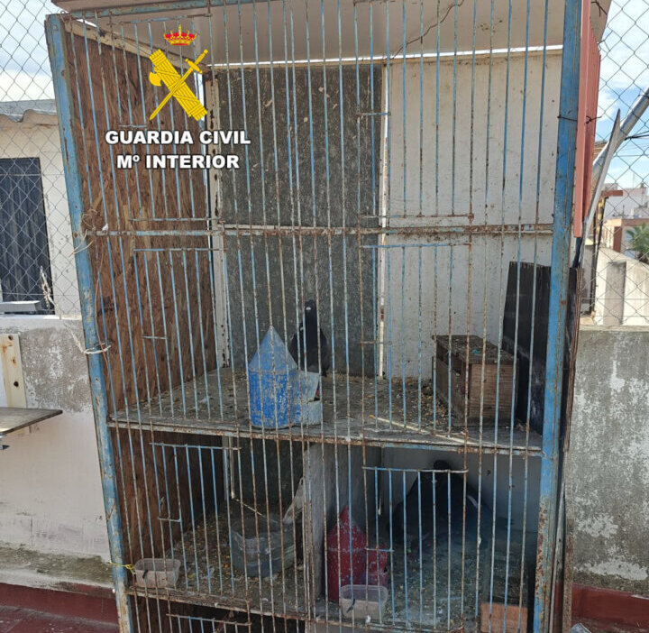 Jaula donde se encontraban los palomos deportivos recuperados