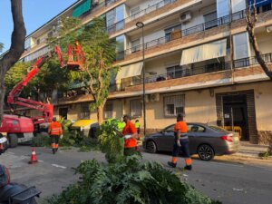 Trabajadores realizando poda de árboles en una calle de Alfafar