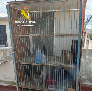Jaula con coloms esportius recuperados por la Guardia Civil en Almassora