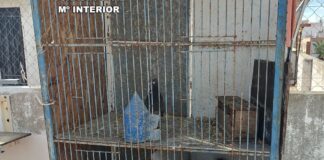 Jaula con coloms esportius recuperados por la Guardia Civil en Almassora