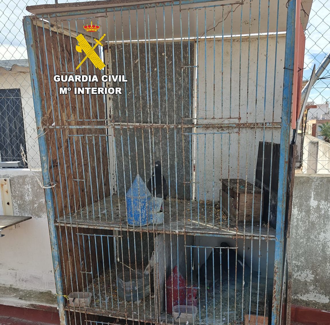 Jaula con coloms esportius recuperados por la Guardia Civil en Almassora