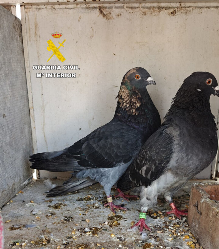 Dos palomos deportivos recuperados por la Guardia Civil en Almassora.