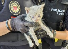 La Policía Local de Alaquàs rescata a un gato atrapado en un coche.