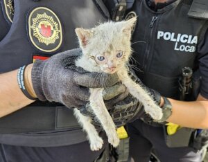 La Policía Local de Alaquàs rescata a un gato atrapado en un coche.