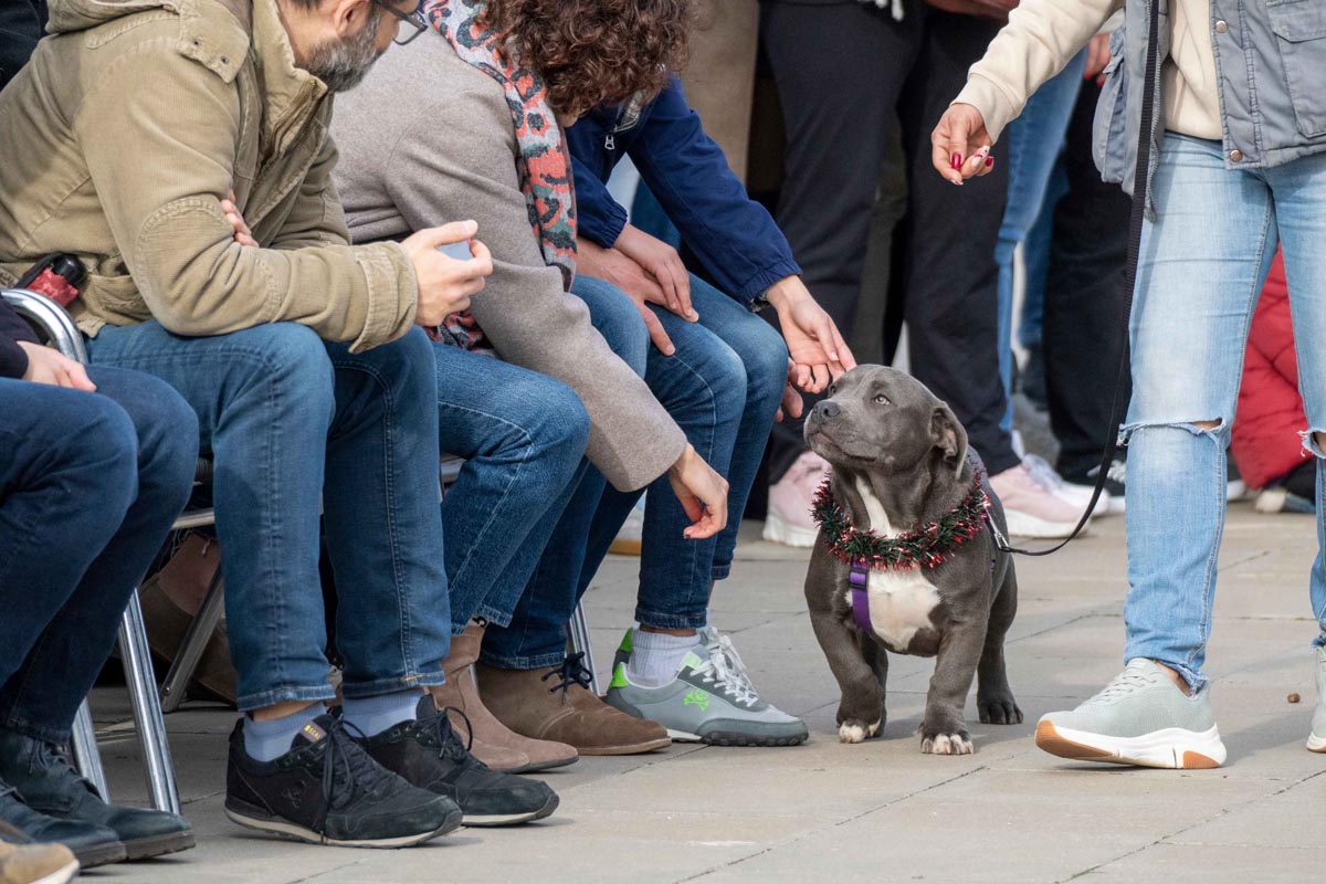 Perro con collar navideño en el desfile de Bioparc Valencia