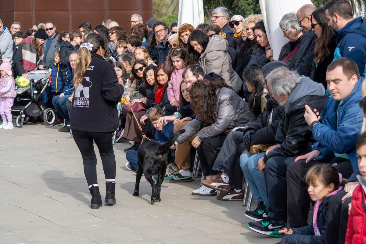 Cientos de personas observan un desfile de perros en Bioparc Valencia.