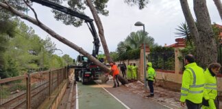Operarios retirando un árbol caído sobre la vía del metro en Valencia