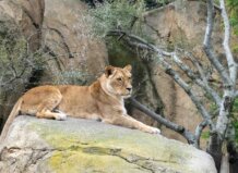 Leona Luana descansando sobre una roca en Bioparc Valencia