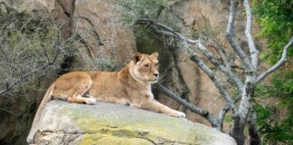 Leona Luana descansando sobre una roca en Bioparc Valencia