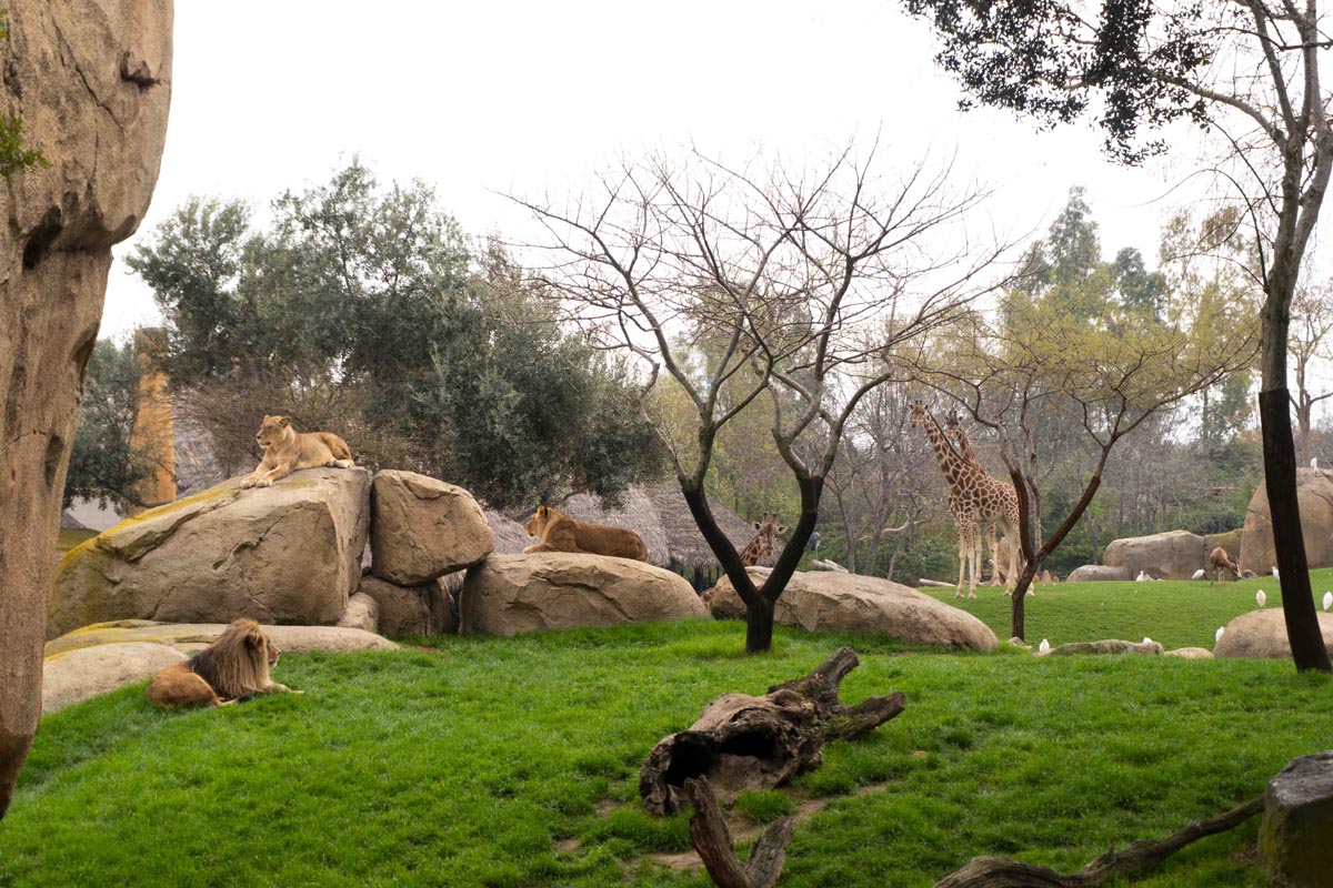 Leones y jirafas en Bioparc Valencia en un entorno natural