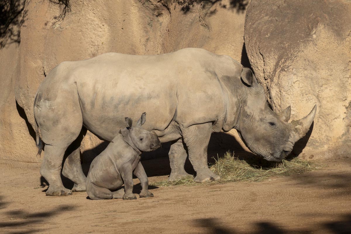 Rinoceronte madre con su cría en Bioparc Valencia