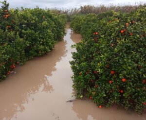 Las lluvias han causado inundaciones en campos de cítricos en l'Horta Sud. Los daños son significativos.
