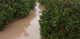 Las lluvias han causado inundaciones en campos de cítricos en l'Horta Sud. Los daños son significativos.