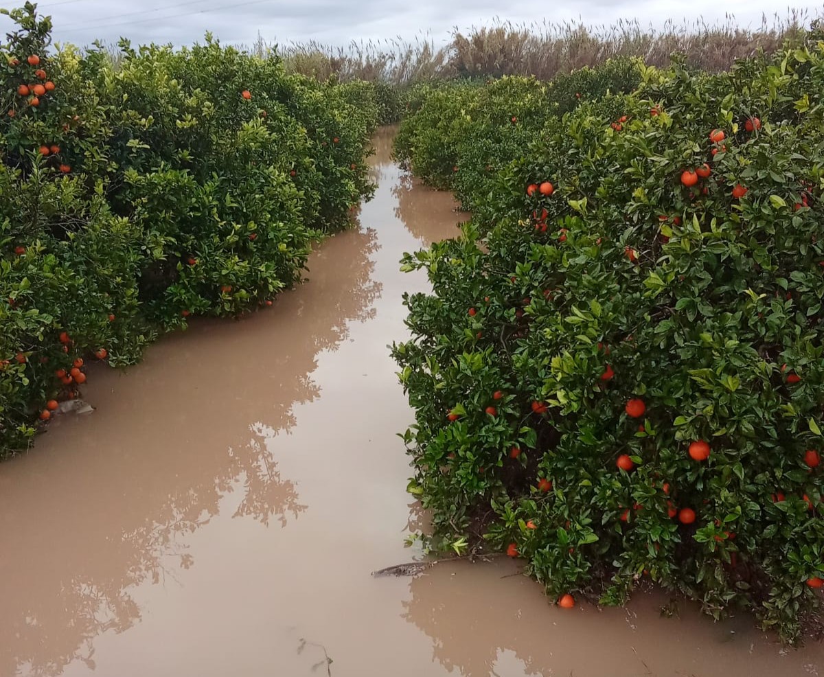 Las lluvias han causado inundaciones en campos de cítricos en l'Horta Sud. Los daños son significativos.