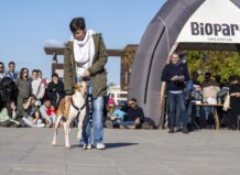 Desfile de perros en Bioparc Valencia