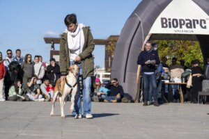 Desfile de perros en Bioparc Valencia