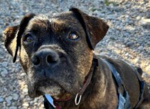 Perro rescatado en primer plano durante el desfile en Bioparc Valencia.