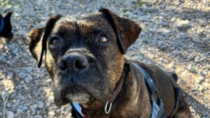 Perro rescatado en primer plano durante el desfile en Bioparc Valencia.