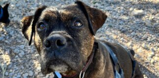 Perro rescatado en primer plano durante el desfile en Bioparc Valencia.