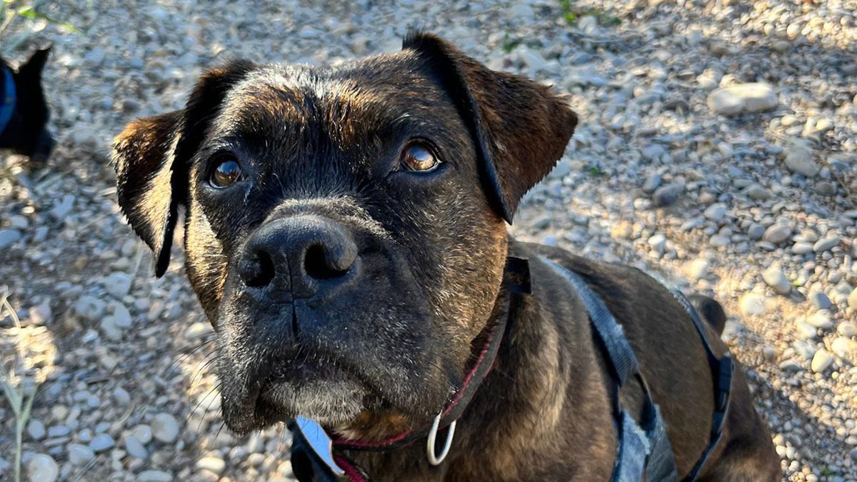 Perro rescatado en primer plano durante el desfile en Bioparc Valencia.